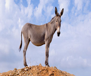 مصر اليوم - إعدام حمار في اليمن عض أسرة من 5 أفراد