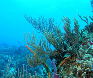   مصر اليوم - جهاز مصري لقياس التغيرات المناخية في أعماق البحر الأحمر