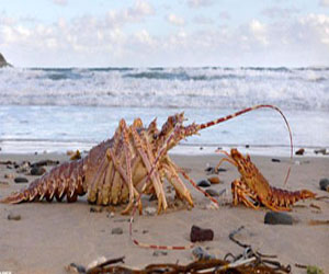 مصر اليوم - بعض الحيوانات البحرية تمتلك ساعتين داخليتين