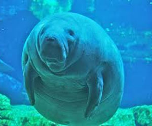 مصر اليوم - حملة عالمية للحفاظ على خروف البحر بعد إدراجه في القائمة الحمراء