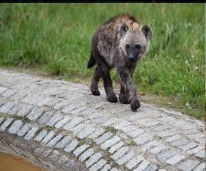 مصر اليوم - القاء القبض على ضبع في منطقة سكنية من جوهانسبورغ