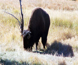 مصر اليوم - حيوانات برية نادرة تعود إلى أوروبا