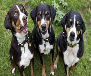   مصر اليوم - دعوة دولية في اليوم العالمي لداء الكلب لتنفيذ حملات تطعيم وتوعية