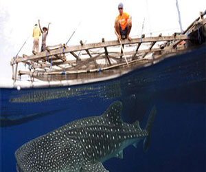   مصر اليوم - أجسام مضادة في دماء أسماك القرش لعلاج سرطان الثدي