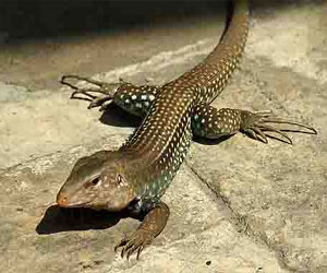 مصر اليوم - اكتشاف نوع من الحيوانات الزاحفه بدون أرجل في كاليفورنيا