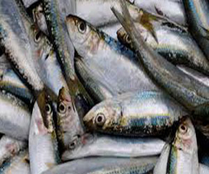   مصر اليوم - المباحث في دمياط تضبط سردينًا فاسدًا واسطوانات غاز مهربة