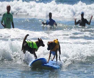 مصر اليوم - كاليفورنيا تنظم مسابقات لتزلج الكلاب على الأمواج