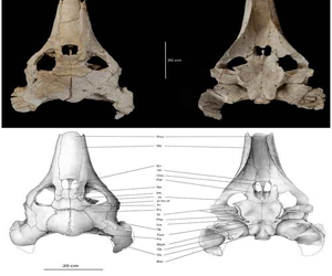 مصر اليوم - سلحفاة عملاقة في المغرب تعود للعصر الطباشِيري