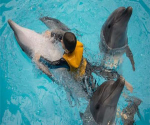 مصر اليوم - السباحة مع الدلافين طريقة جديدة للعلاج في أوكرانيا