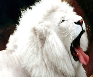 مصر اليوم - الأسد الأبيض أندر وأغلى وأجمل حيوان في العالم