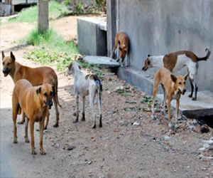   مصر اليوم - الطب البيطري تستأنف مكافحة الكلاب الضالة في الإسماعيلية