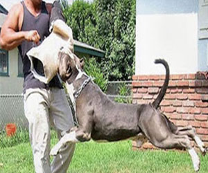   مصر اليوم - الكلاب تكتشف رائحة العفن الجاف في الأماكن الأثرية