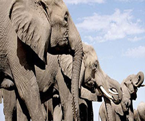 مصر اليوم - هيلاري كلينتون تتبنى برنامجًا لحماية الأفيال الأفريقية