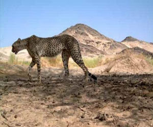 مصر اليوم - فهد صحراء الجزائر يحتضر