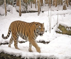 مصر اليوم - ايائل تقدم فريسة لنمور سيبيريا الجائعة في الصين