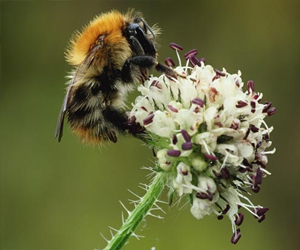   مصر اليوم - النحل الطنان يعزز فرص التكاثر