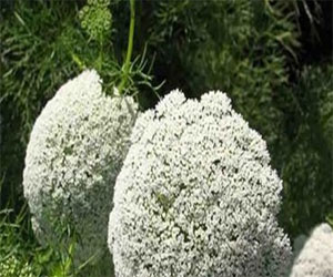   مصر اليوم - الخلة البلدي دواء لكل داء