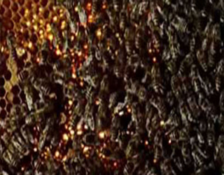 مصر اليوم - دبابير عملاقة تقتل 42 شخصًا في الصين