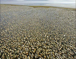   مصر اليوم - دراسة: 84% من أسماك العالم تحتوي على الزئبق السام