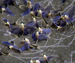 مصر اليوم - ظاهرة تكاثر ذباب مايو على نهر تيسا في باريس