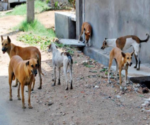 مصر اليوم - كلاب ضالة في آزرو تهاجم المارة
