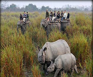 مصر اليوم - صيد وحيد القرن يصل لمستوى قياسي في أفريقيا