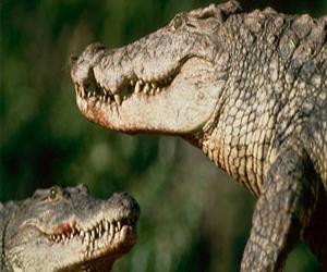 مصر اليوم - العثور على تمساح بالقرب من منزل فى السويد