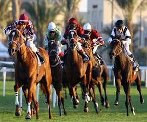 مصر اليوم - شداد يحصد جائزة قطر توتال للخيل العربية