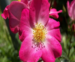   مصر اليوم - زهرة الأرجون تقوى الجهاز المناعي وتعالج البرد والربو