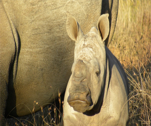 مصر اليوم - صور جديدة لحيوانات وحيد قرن في جزيرة بورنيو