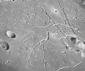 مصر اليوم - ثعلب يسرق كرات الغولف من اللاعبين