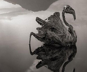   مصر اليوم - بحيرة قاتلة تحول الكائنات الحية لحجارة