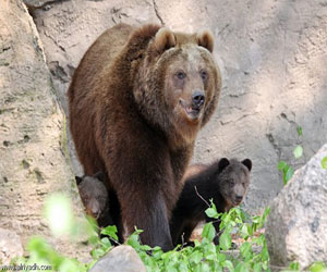   مصر اليوم - الدب الروسي يشارك زوجين عشائهما اللذيذ