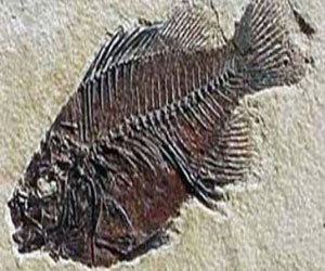   مصر اليوم - العثور على حفرية لفك سمكه قديمة ترجع الى 418 مليون سنة