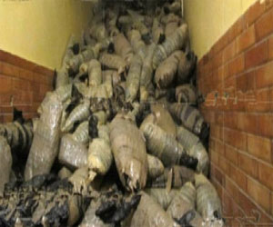   مصر اليوم - العثور على 400 نبتة قنب في شقة في إسكتلندا