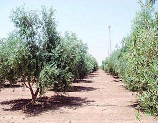   مصر اليوم - موريتانيا تحارب التصحر بغرس 5 آلاف شجرة