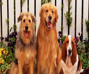   مصر اليوم - الشرطة السويدية تعرض الكلاب للبيع على الفيسبوك