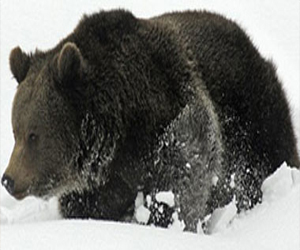 مصر اليوم - السلطات الفيتنامية تعترف بالإخفاق في منع ذبح الدببة