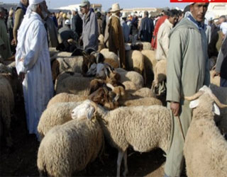   مصر اليوم - طرح 17مليون رأس غنم للعيد للأضاحي في المغرب