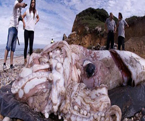 مصر اليوم - اكتشاف حبار عملاق يزن 200 كيلو في إسبانيا