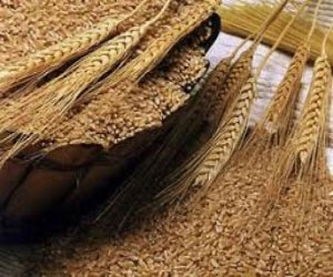   مصر اليوم - بدء فعاليات المعرض الدولي للمحاصيل الكبرى في الجزائر