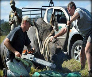 مصر اليوم - نيبال تضبط عصابة لصيد وحيد القرن