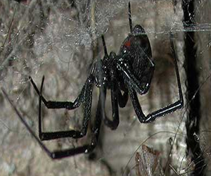   مصر اليوم - الجنس يساوي الموت بالنسبة لبعض الثدييات الصغيرة