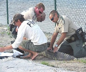   مصر اليوم - تمساح يقتحم قاعدة للبحرية الأميركية في فلوريدا