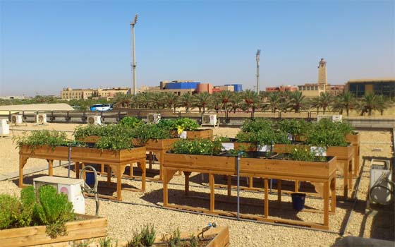   مصر اليوم - الجامعة الأميركية في القاهرة تقوم بزراعة أول سطح أخضر فوق مبناها