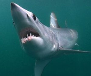   مصر اليوم - إسترالي ينجو من ثاني هجوم عليه من سمك القرش