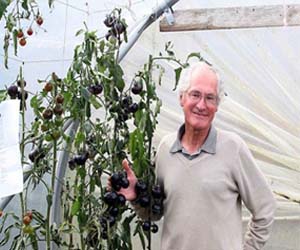   مصر اليوم - إنتاج طماطم سوداء للمرة الاولي في العالم