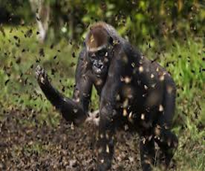 مصر اليوم - العلاقة بين الغوريلا ووسائل منع الحمل
