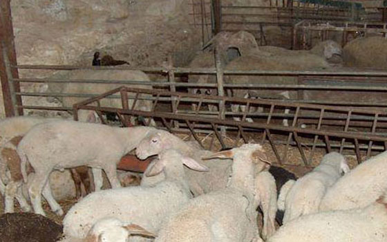 مصر اليوم - قيادة الشرطة الجزائرية تضع مخططًا وقائيًا للحد من سرقتها