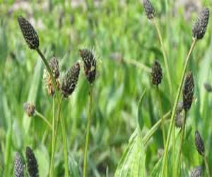 مصر اليوم - النباتات الطبية البرية ضحية الربيع العربي